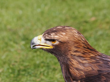 Golden eagle