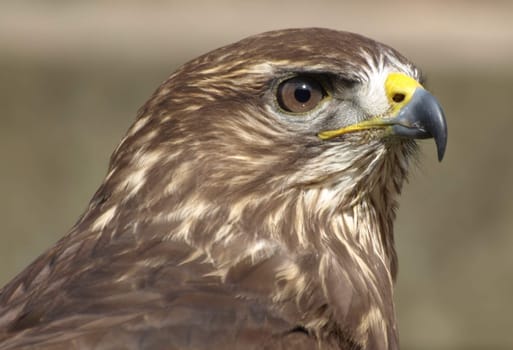 Buzzard