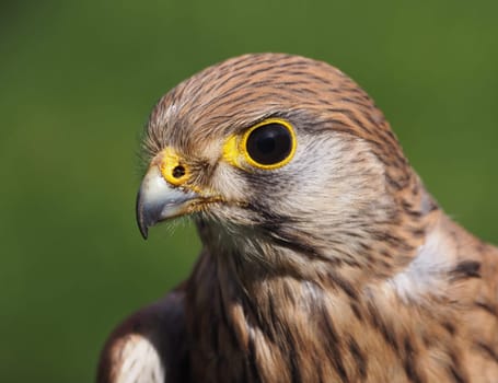 Kestrel