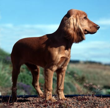 Cocker, Spaniel, Roter
