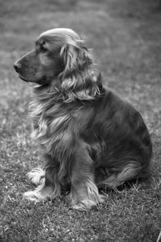 Cocker, Spaniel, Roter