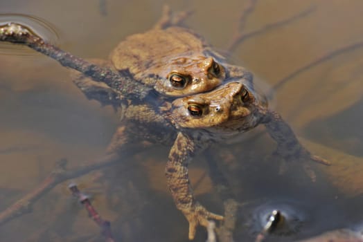 Earth toads when mating in the water