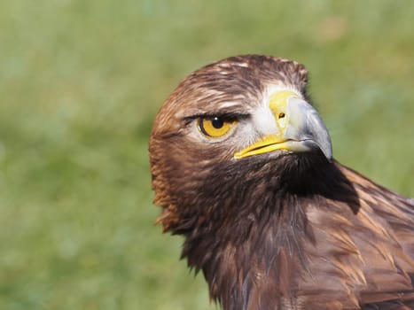 Golden eagle