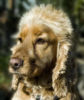 Cocker, Spaniel, Roter