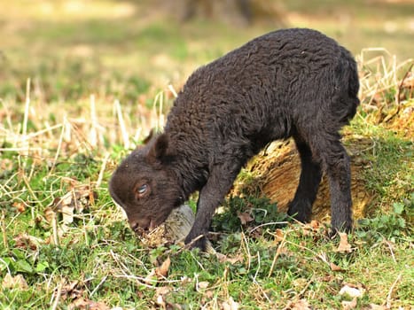 Newborn Breton Dwarf Sheep
