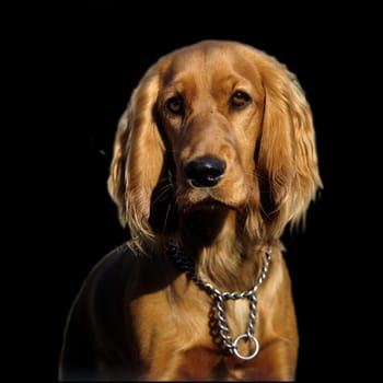 Cocker, Spaniel, Roter