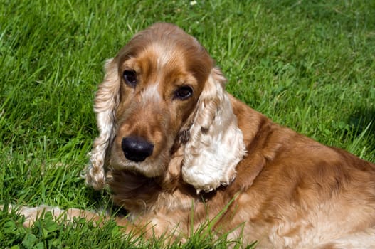 Cocker, Spaniel, Roter