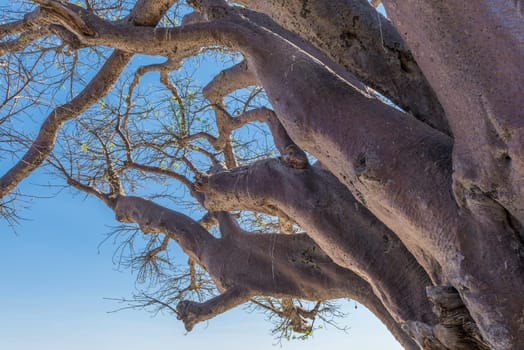Old baobab trees along Nxai Pan, Botswana