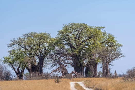 Old baobab trees along Nxai Pan, Botswana