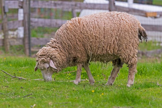 Domestic Sheep Ready to be Sheared in Ohio