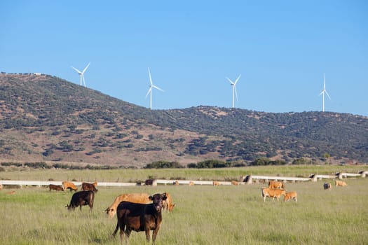 Red cows grazing with Electric wind turbines at bottom. Alagon Valley countryside. Caceres, Extremadura, Spain