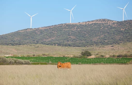 Red cows grazing with Electric wind turbines at bottom. Alagon Valley countryside. Caceres, Extremadura, Spain