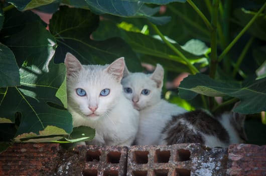 Blue eyes cats resting over brick wall under fig tree shadow. Mother and babies