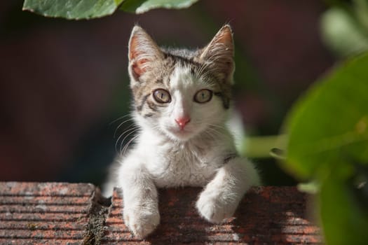Baby cat resting over brick wall under fig tree shadow. Cats on rural enviroment
