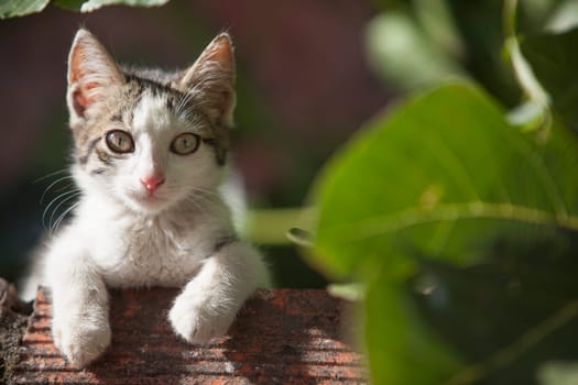 Baby cat resting over brick wall under fig tree shadow. Cats on rural enviroment