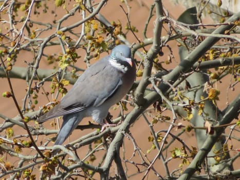 beautiful bird pigeon looking for flight animal food