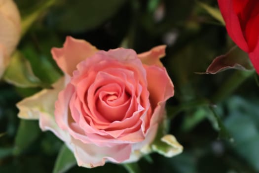 pink flower beautiful skewer-colored skewers natural leaves