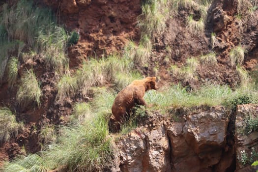beautiful big wild brown bear dangerous Spanish claws
