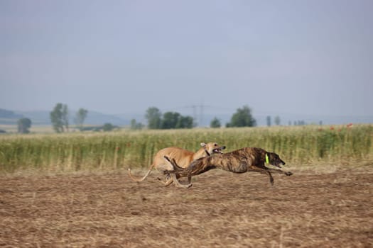 Spanish greyhound dog race hare hunting speed delivers passion