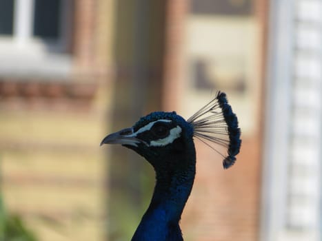 beautiful peacock of fantastic bright colors of long feathers