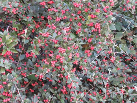 beautiful berries in large numbers forming a good background