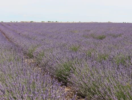 beautiful field lavender flowers aroma natural color insect oils