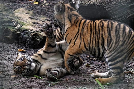Tiger