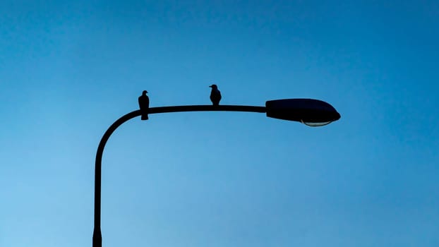 silhouette of two birds sitting on a lamp post with blue sky in the background