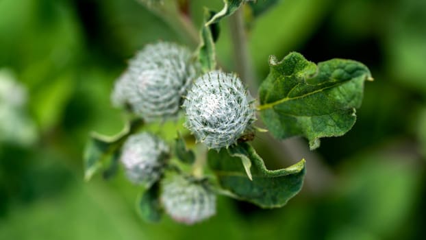 Close up of  the buds of a Burdock plant with green leaves