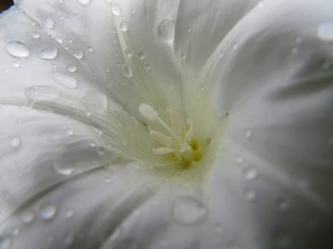 beautiful wet white flower with natural macro detail