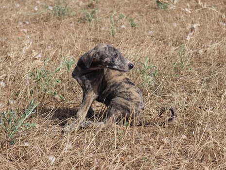 beautiful fast spanish greyhound dog energy hunting race
