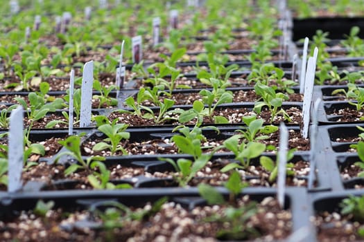 Rows of Alyssum seedlings growing in containers.