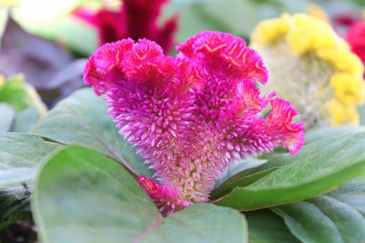 Closeup of a Celosia pink coral like flower.