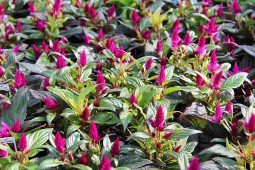 Rows of Celosia growing in a greenhouse.