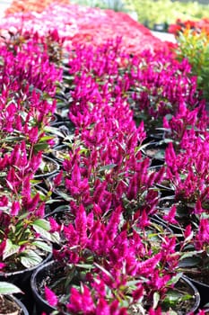 Rows of Celosia growing in a greenhouse.