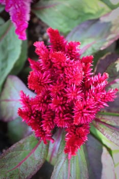 Closeup of a Celosia pink coral like flower.