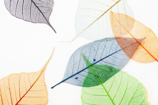 Colored skeletons of leaves on light background. Flat lay.