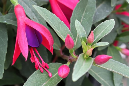 Macro of pink and purple fuchsia flowers and buds.