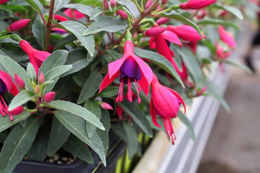 Closeup of fuchsia flowers on a planters table.