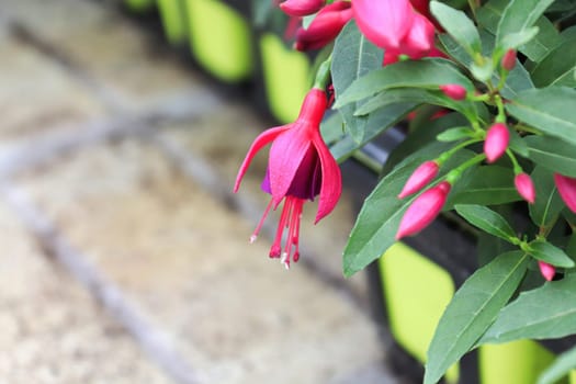 A pink and purple fuchsia flower hanging over the edge.