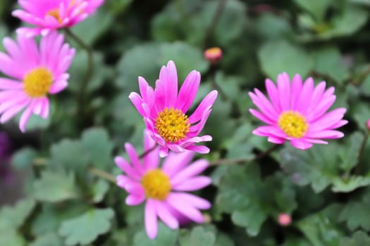 Cut Leaf Daisies growing during the summer.