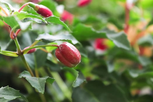 A fuchsia plant full of ripening seed pods.