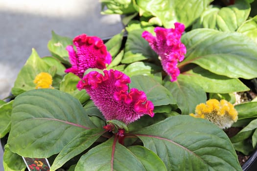 Closeup of a Celosia pink coral like flower.
