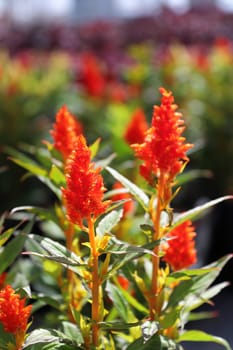 Rows of red Celosia flowers growing in spring.
