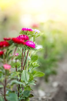 Cute colourful flowers on a field, agriculture