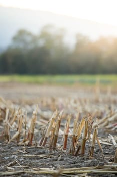 Gatherd corn field in the autumn