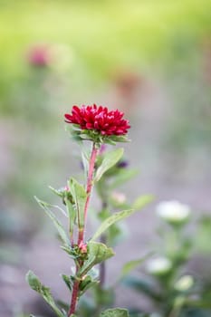 Cute colourful flowers on a field, agriculture