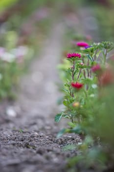 Cute colourful flowers on a field, agriculture