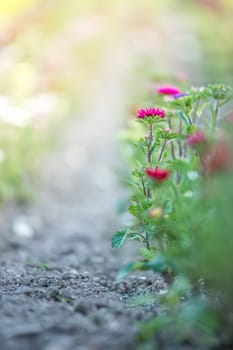 Cute colourful flowers on a field, agriculture