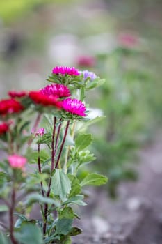 Cute colourful flowers on a field, agriculture